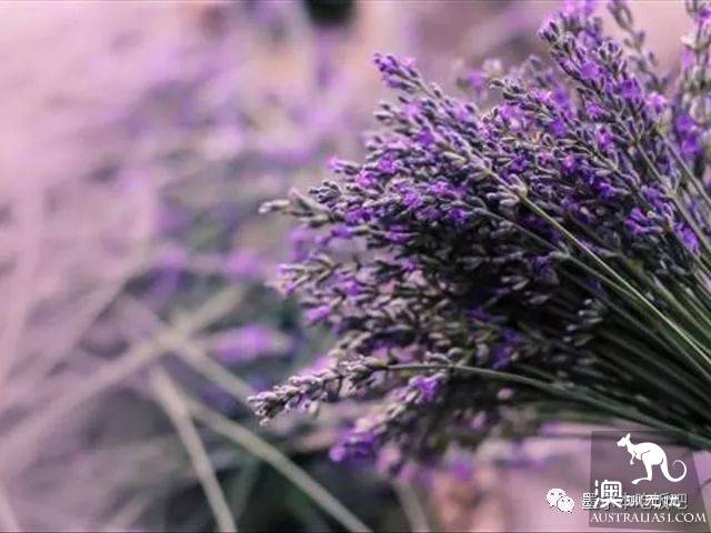 Victoria four famous lavender flowers sea the strongest introduction! Across to Provence in an instant.