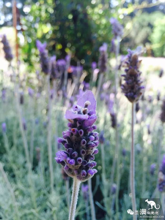 Victoria four famous lavender flowers sea the strongest introduction! Across to Provence in an instant.