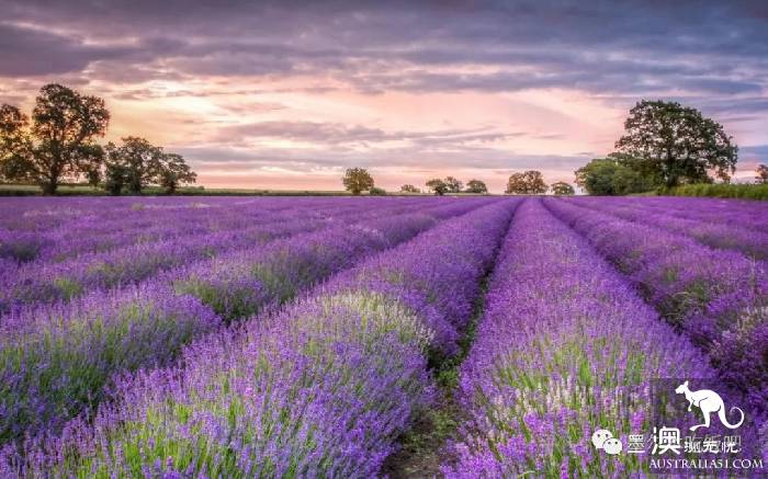 Victoria four famous lavender flowers sea the strongest introduction! Across to Provence in an instant.