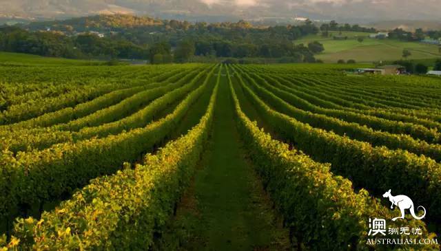 Now it must be known that each of the nine largest wine producers in Australia has hidden mystery.