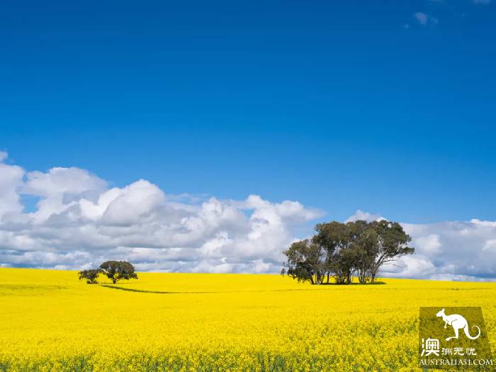 Early spring, Sydney around the 'flirting with grass' full introduction, have you learned?