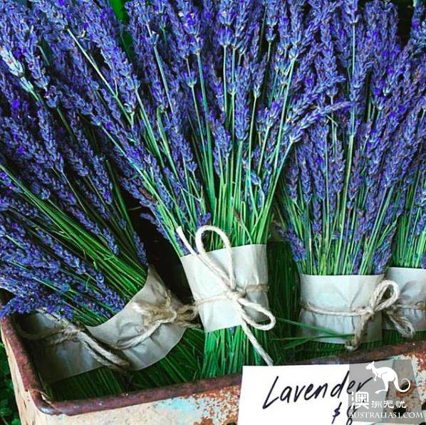 Melbourne's three most beautiful lavender gardens. I'm going to be a romantic fairy.