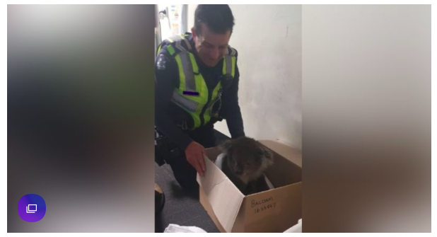 The injured koala was rescued by the police, and the police officer was addicted by plane.
