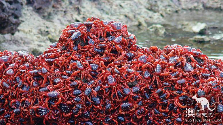 Shock Dotu! The 'Red Wave' attacked Christmas Island in Australia, a sight that is rare all over the world.