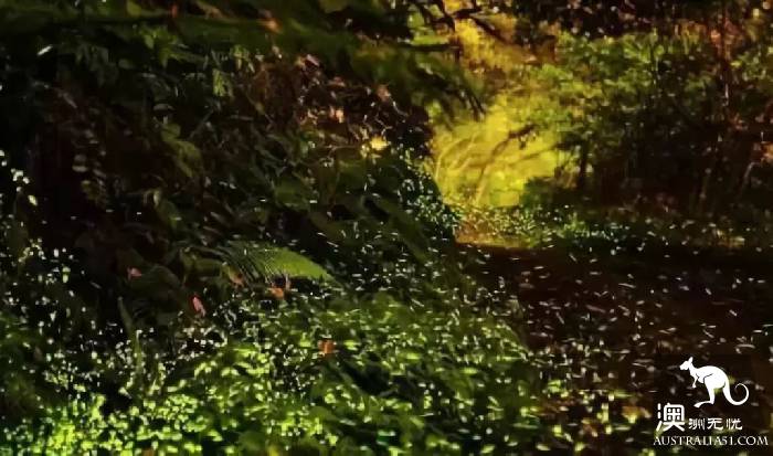 Sydney will have a magical thing to happen, a group of elves outside Sydney, like a dream!
