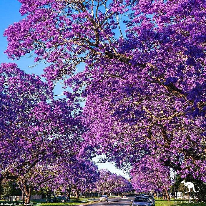 Sydney's jacaranda blossoms, attracting a large number of photographers.