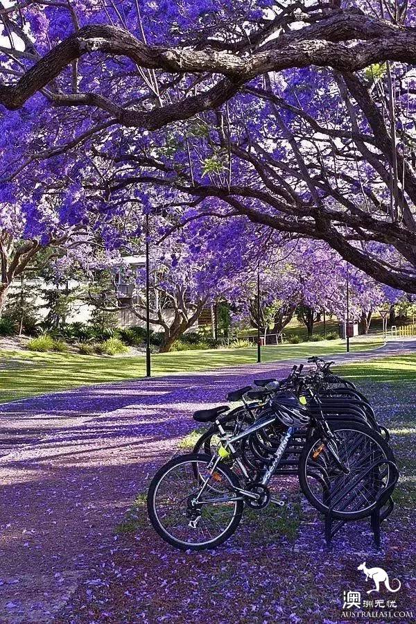Early spring, Sydney around the 'flirting with grass' full introduction, have you learned?