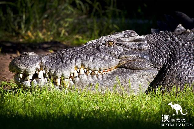 Perth Zoo's most popular Bay Alligator died of illness. He was 70 years old.