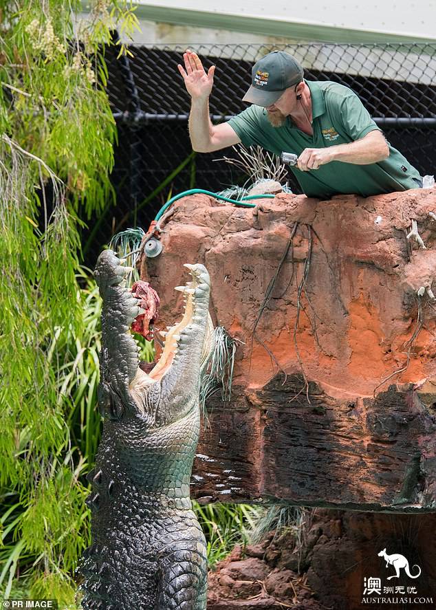 Perth Zoo's most popular Bay Alligator died of illness. He was 70 years old.