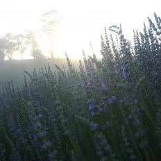 Early spring, Sydney around the 'flirting with grass' full introduction, have you learned?
