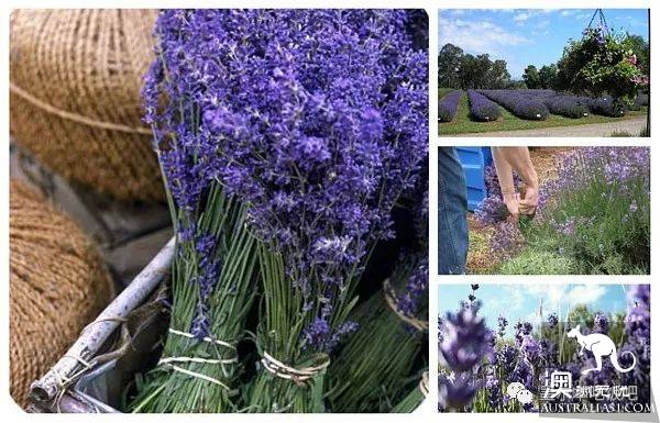Victoria four famous lavender flowers sea the strongest introduction! Across to Provence in an instant.