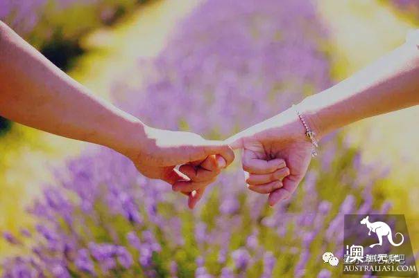 Victoria four famous lavender flowers sea the strongest introduction! Across to Provence in an instant.