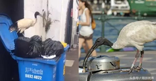 Finally knew what the 'junk bird' was on the streets of Australia, but government started ordering it to be hunted.