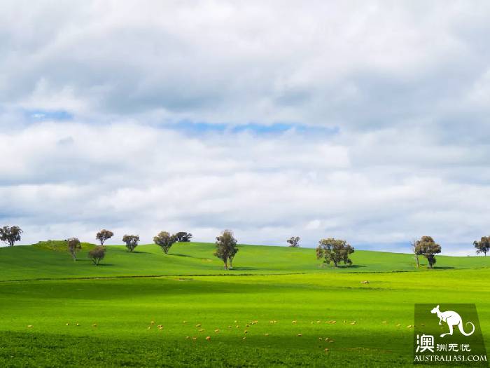 Early spring, Sydney around the 'flirting with grass' full introduction, have you learned?