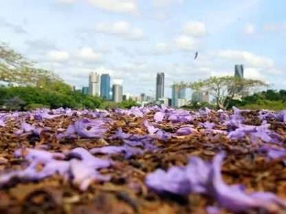 Brisbane is going to make the world jealous again! October's village is a purple fairy tale.