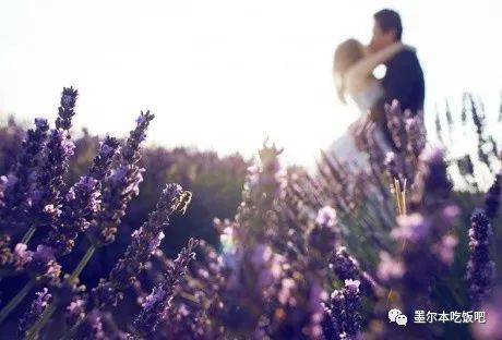 Victoria four famous lavender flowers sea the strongest introduction! Across to Provence in an instant.