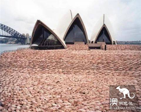 Soon! 4000 naked men and women gather in Melbourne to take pictures of fruit. Wu is full of meat.