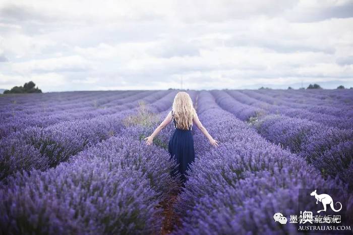 Victoria four famous lavender flowers sea the strongest introduction! Across to Provence in an instant.