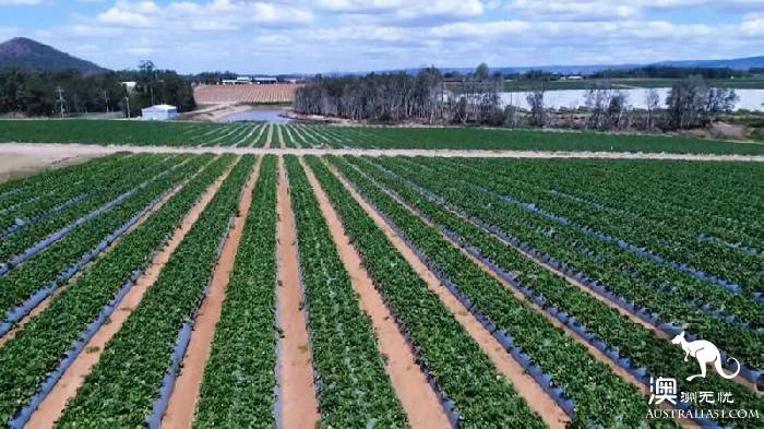 'Strawberry Sunday,' thousands of people flock to farms to buy strawberries to support growers