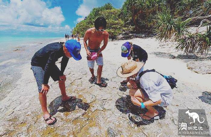 私藏的绝美珊瑚礁：怀抱中的马斯格雷夫夫人岛（Lady Musgrave Island）​