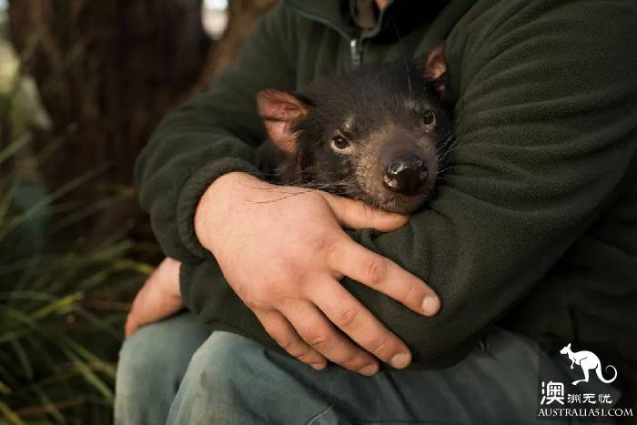 This little animal is known as the most special 'little devil' in Tahrena? That's your misunderstanding!