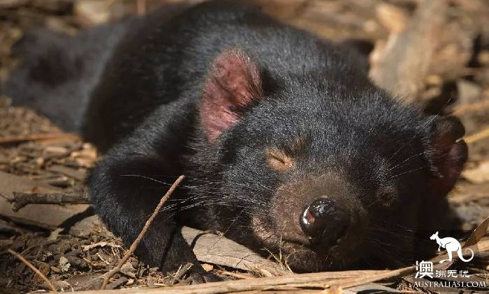 This little animal is known as the most special 'little devil' in Tahrena? That's your misunderstanding!