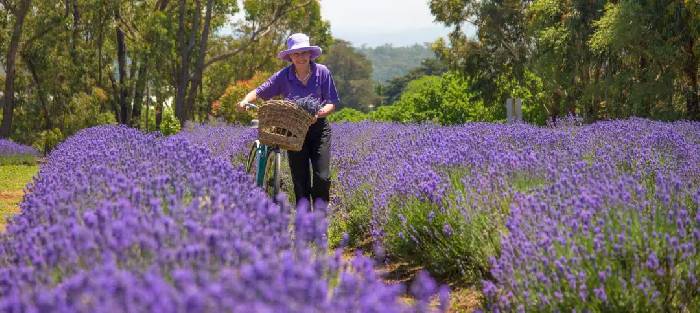 Melbourne's three most beautiful lavender gardens. I'm going to be a romantic fairy.