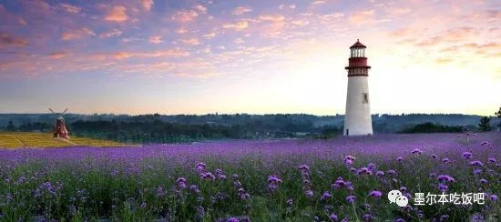 Victoria four famous lavender flowers sea the strongest introduction! Across to Provence in an instant.