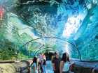 悉尼海洋生物水族馆门票（情人港）