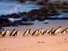 Australia Phillip Island Nature Park Penguin Parade Tour