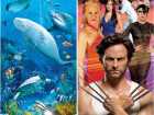 悉尼四大热门景点折扣套票（野生动物世界、海洋生物水族馆、杜莎夫人蜡像馆、悉尼塔）